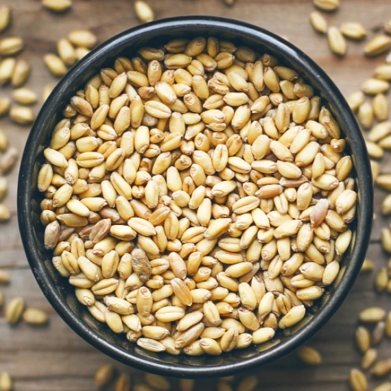 Barley
