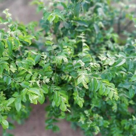 Buy Curry leaves Online in Bangalore