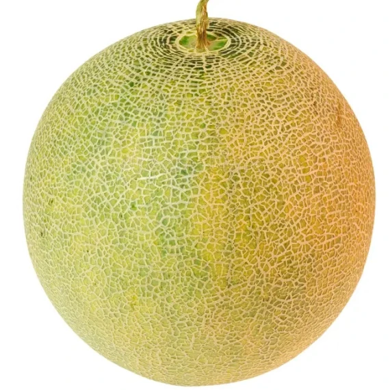 Muskmelon Muskmelon