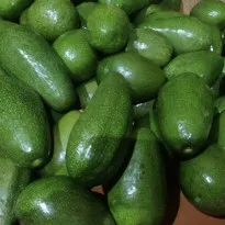 Buy Avocado (Butter fruit) Online in Bangalore