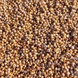 Chemical Free Jowar