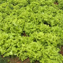 Buy Lettuce Online in Bangalore
